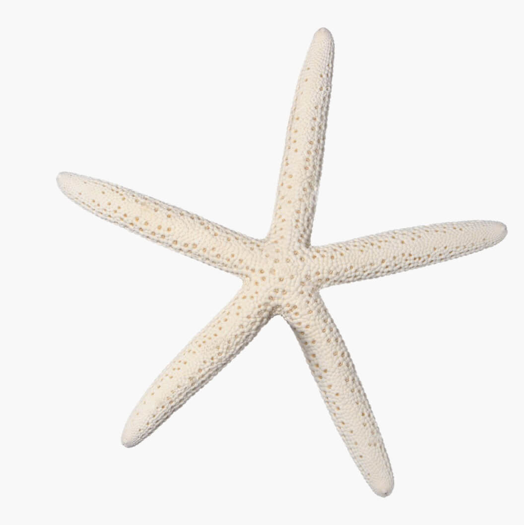 starfish